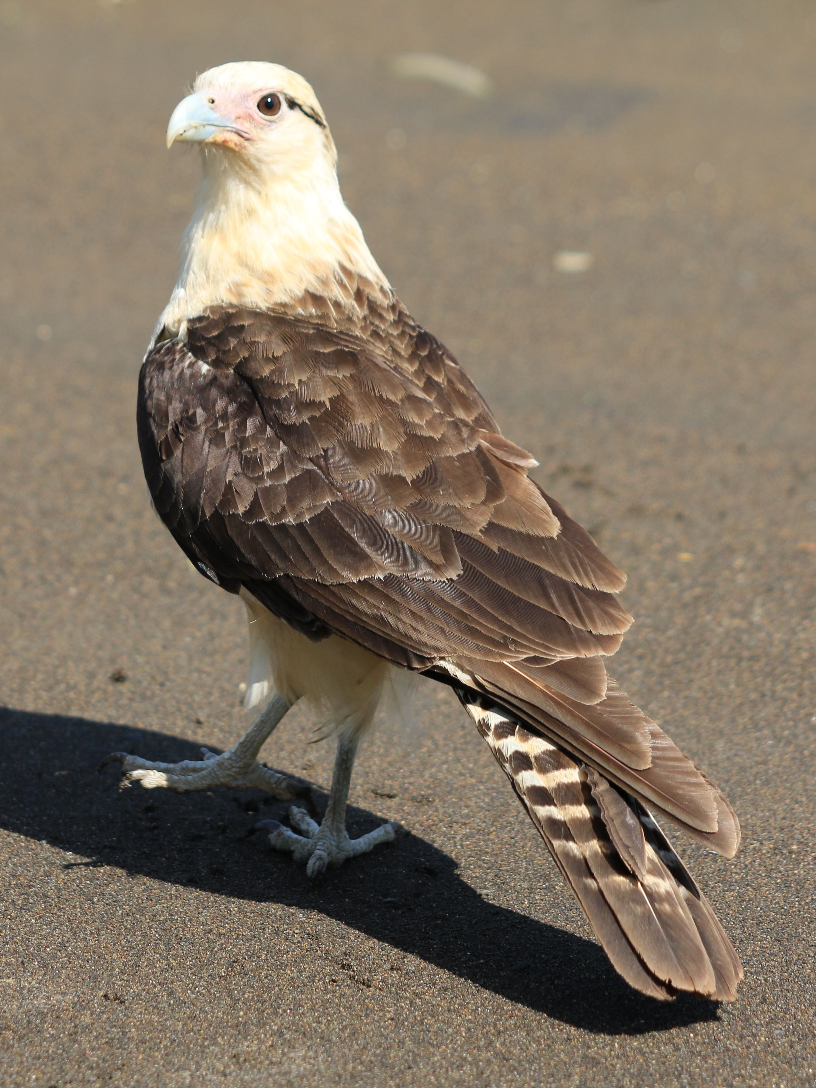 Costa Rica